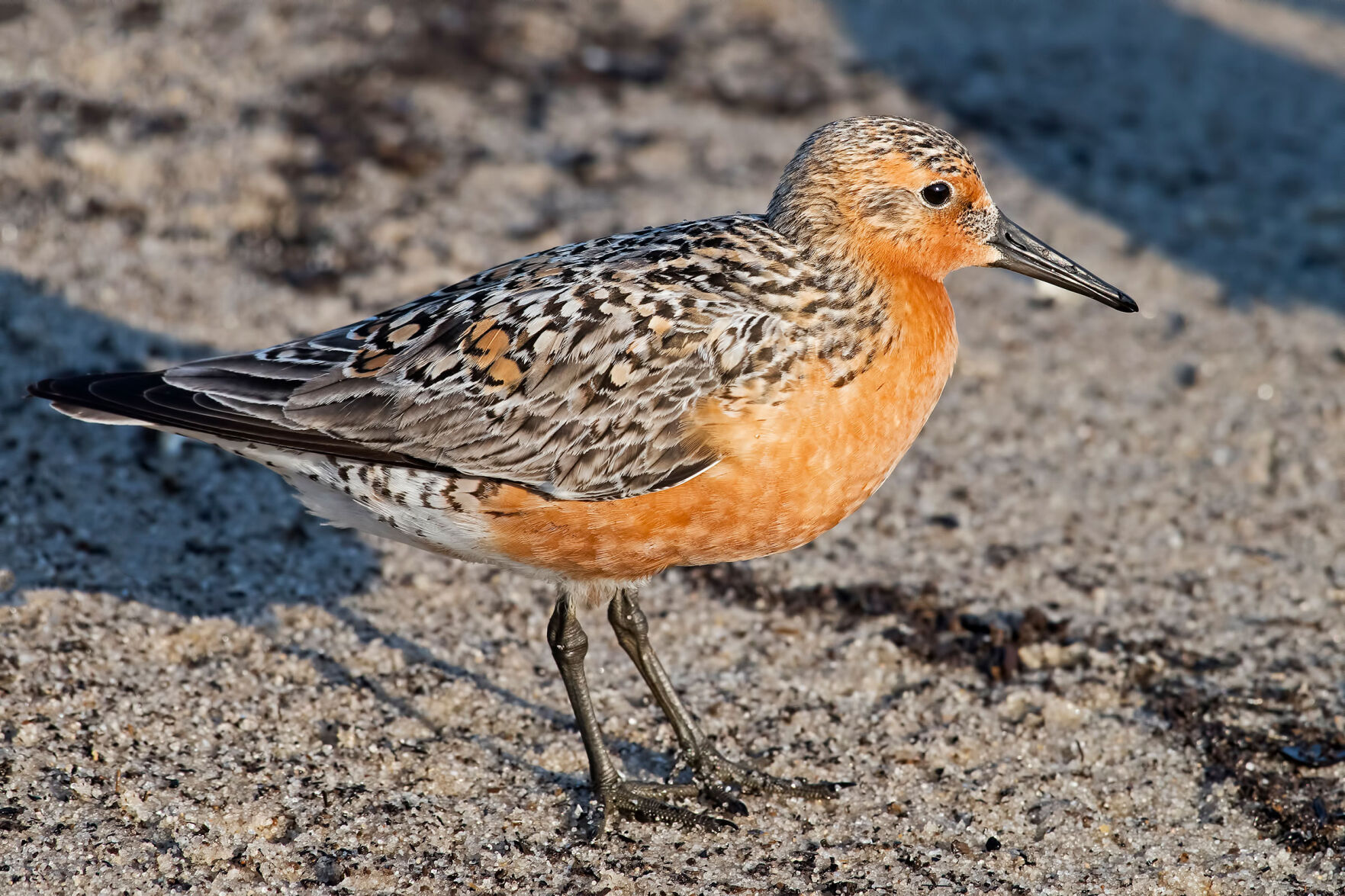 Threatened Red Knot shorebird